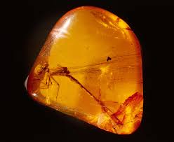 Amber: Earth’s Ancient Light Encased in Time